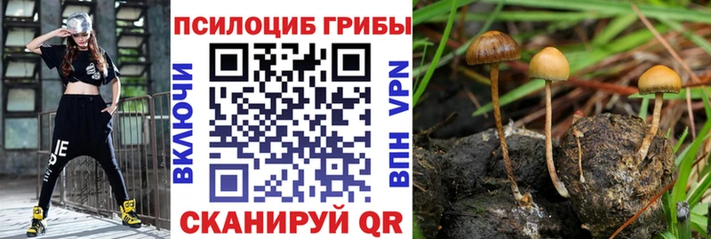 Купить закладки  Малоярославец  Галлюциногенные грибы мицелий 